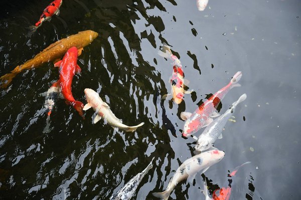 Quali tecniche di feng shui si possono applicare nella disposizione dei mobili per un flusso energetico ottimale?